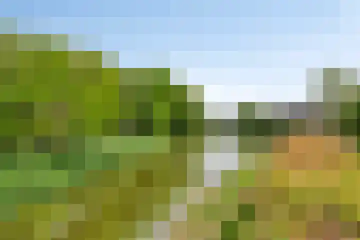 van Ruysdaellaan 60 Bergschenhoek thumbnail 41