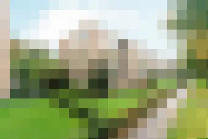 van Schaeck Mathonsingel 47 Nijmegen thumbnail 6