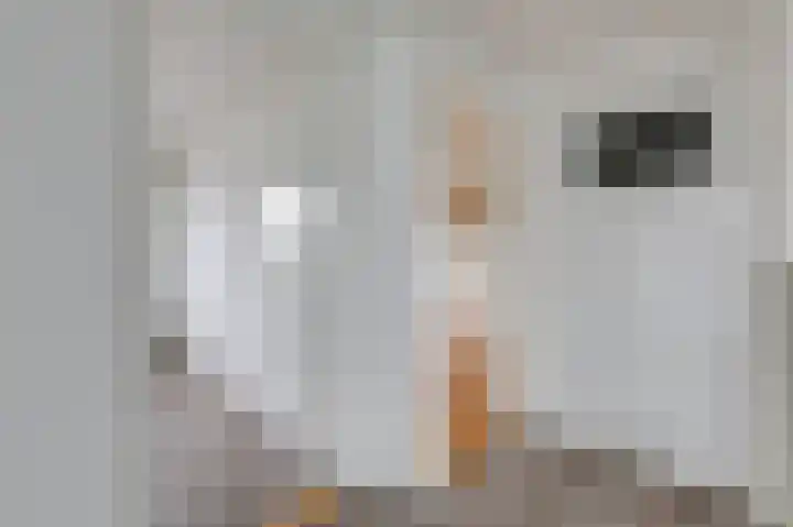 van Schaikstraat 6 c Duiven thumbnail 23