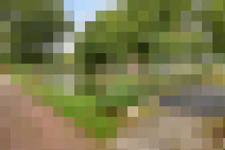Van Scorelstraat 3 Krimpen aan den IJssel thumbnail 32