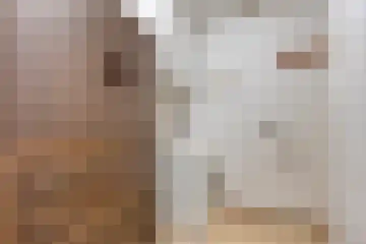 Van Scorelstraat 8 Krimpen aan den IJssel thumbnail 27