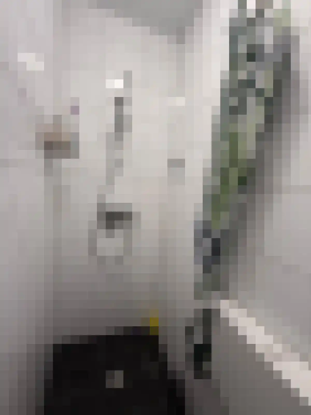 Van Sijsenstraat Groningen thumbnail 4