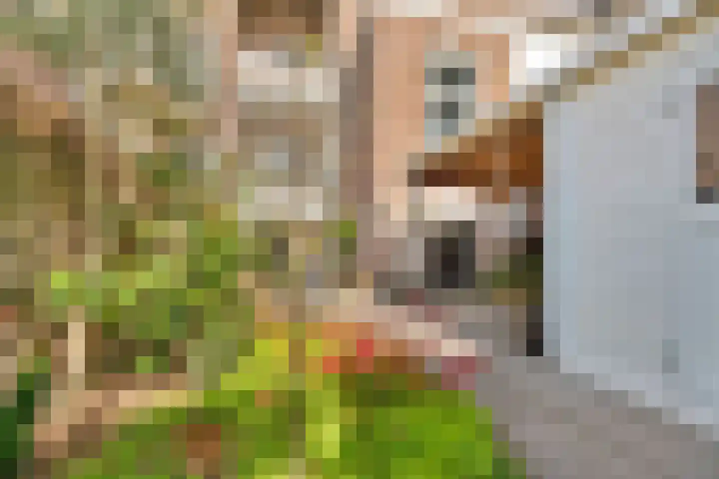 van Slichtenhorststraat 38 A Nijmegen thumbnail 32