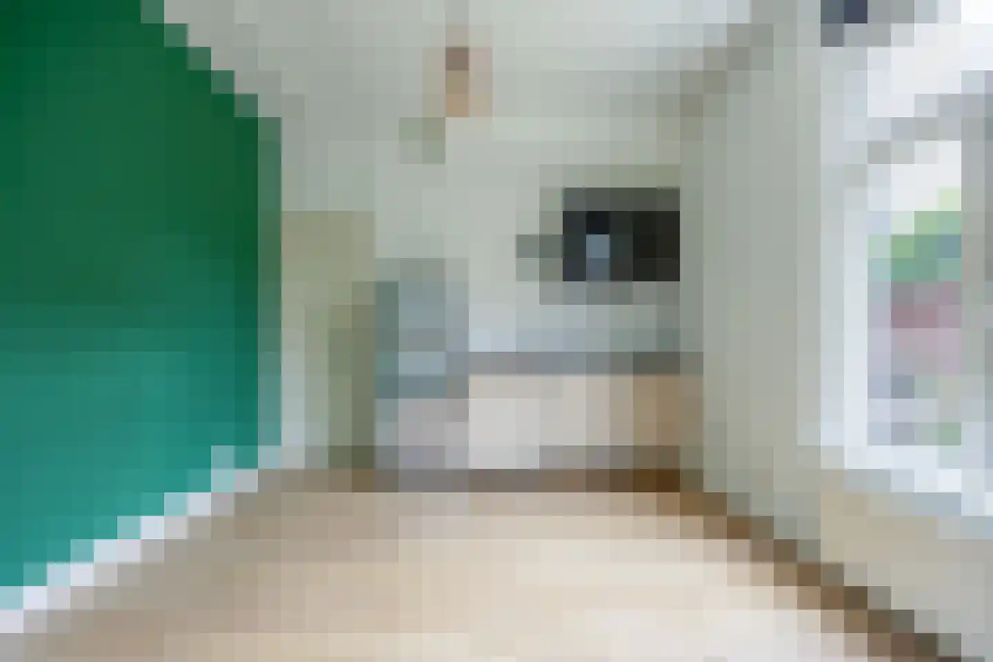 van Slichtenhorststraat 51 Nijmegen thumbnail 6