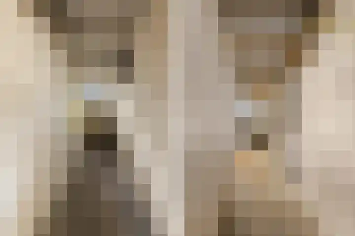van Slichtenhorststraat 71 Nijmegen thumbnail 68