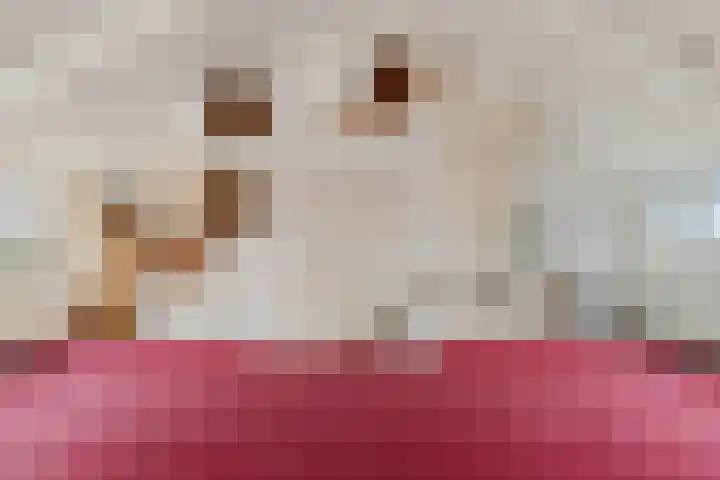 van Speijkstraat 4 Veghel thumbnail 24
