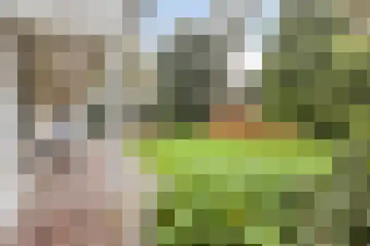 Van Speykstraat 17 Oss thumbnail 34