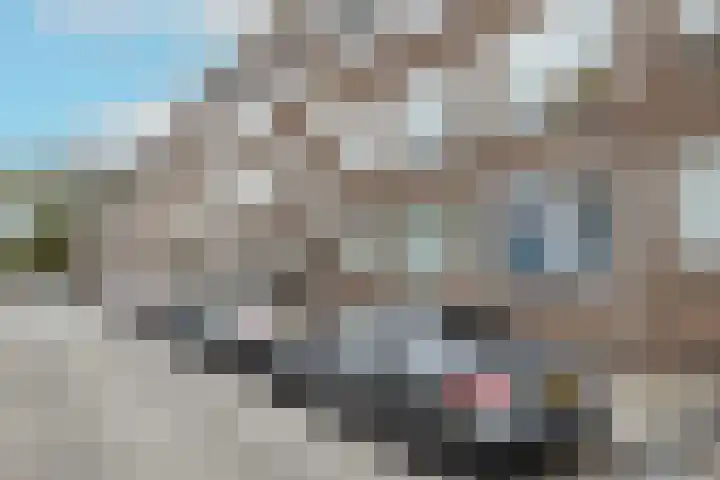 Van Swietenlaan 61 A Rotterdam thumbnail 5