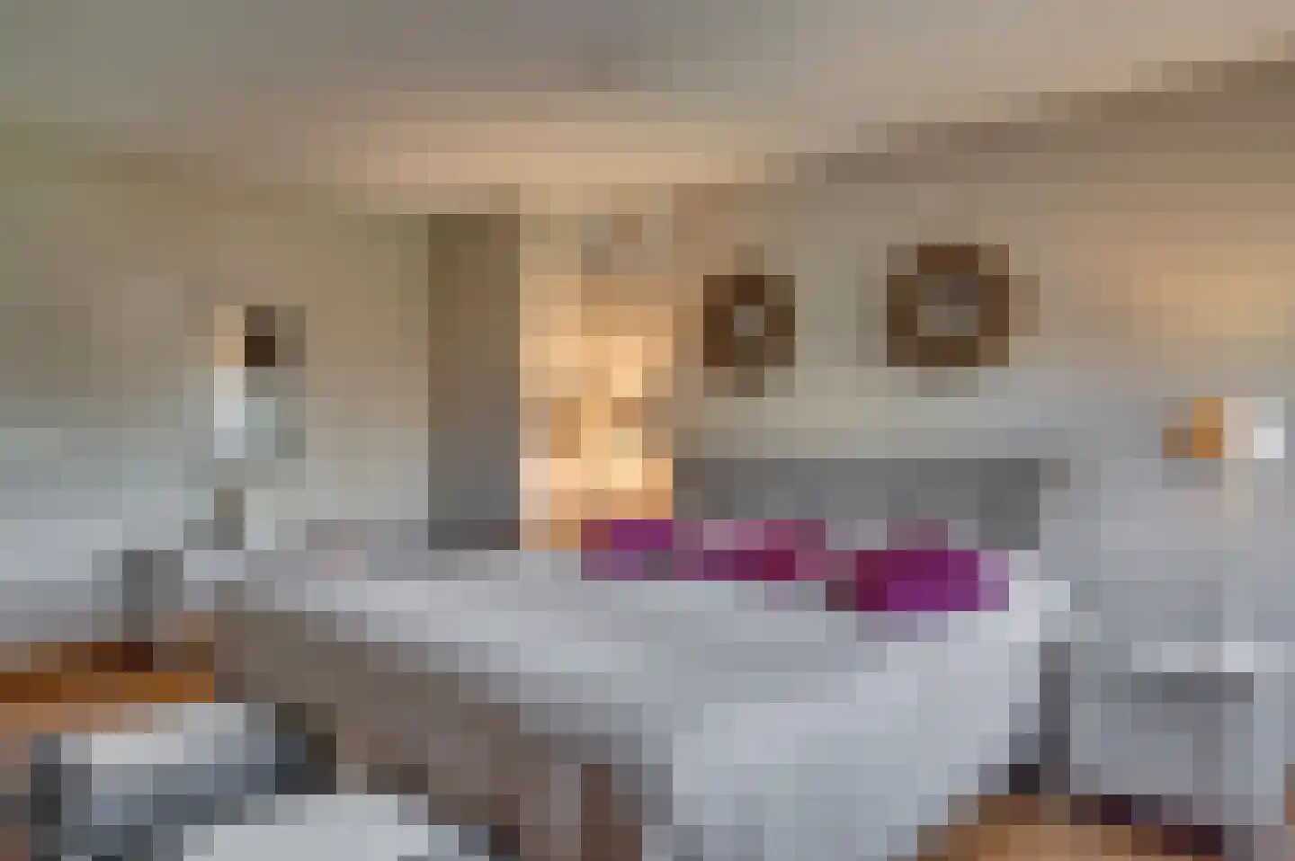 van Swietenstraat 2 Venlo thumbnail 20