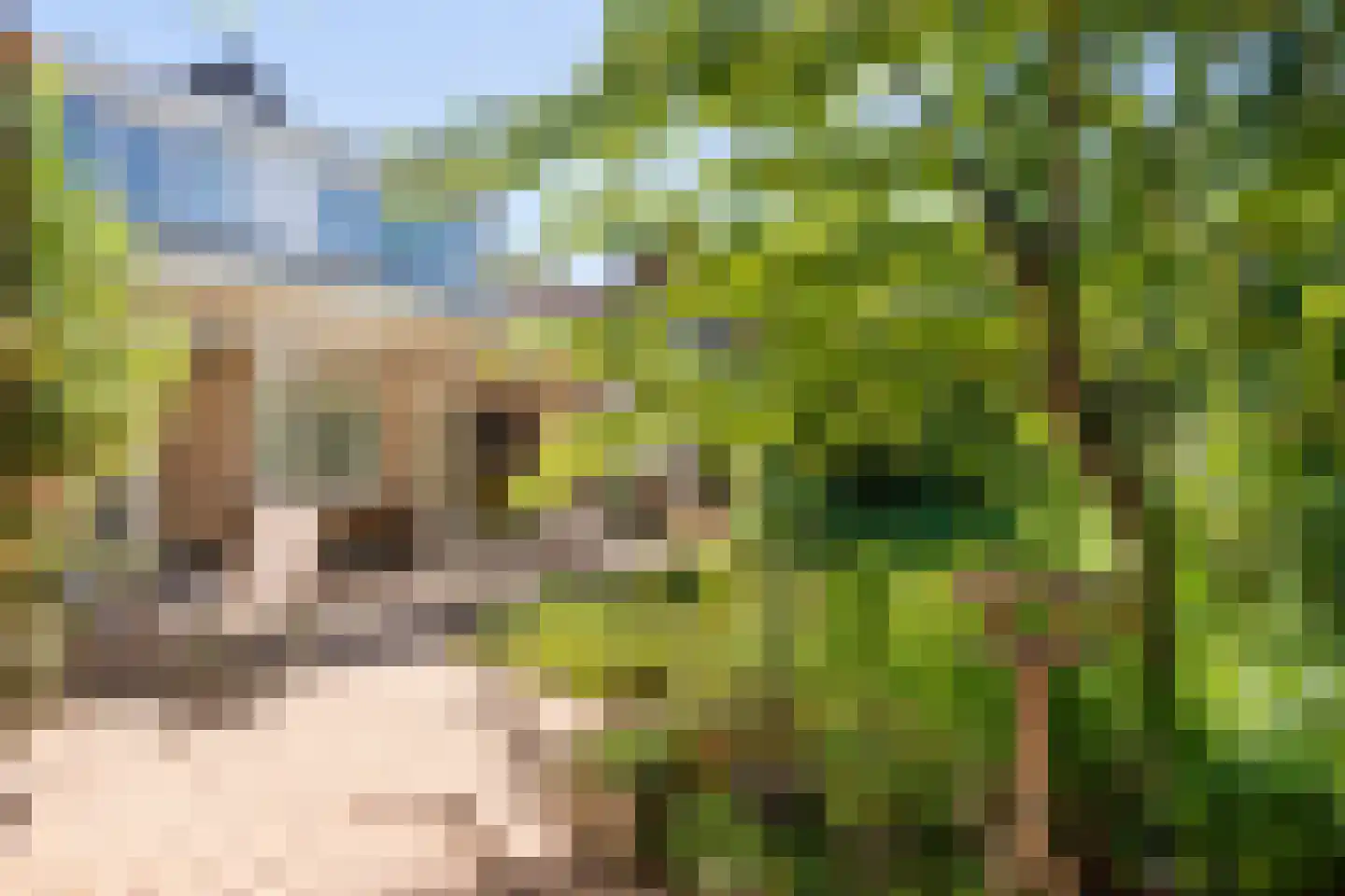 Van Toulon van der Koogweg 11 Oosterbeek thumbnail 53