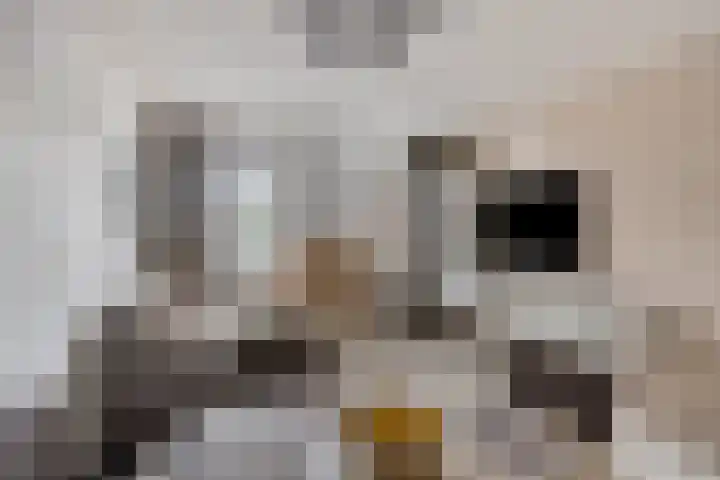 Van Vegcheltstraat 17 Maasbree thumbnail 7
