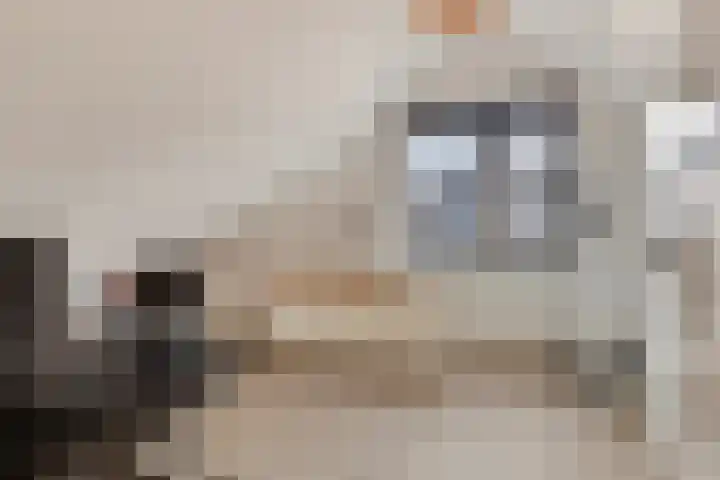 van Vollenhovenstraat 21 Hulst thumbnail 18