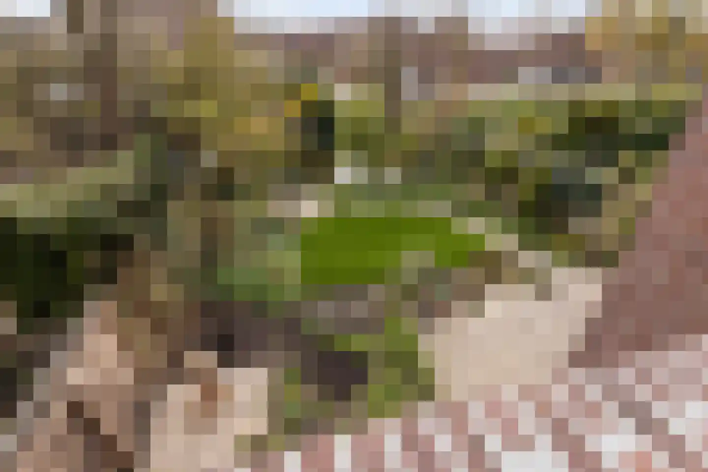 Van Vredenburchlaan 31 Bergschenhoek thumbnail 38