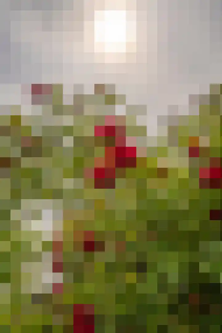 Van Warmondlaan 1 Wassenaar thumbnail 31