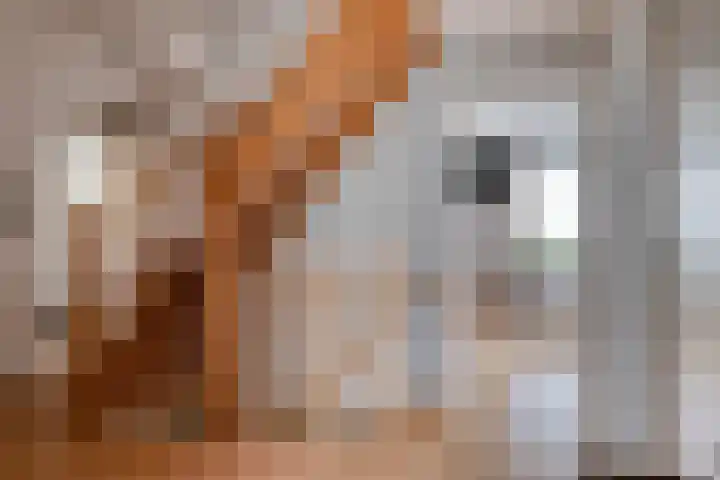 Van Wassenaarstraat 21 Elshout thumbnail 32