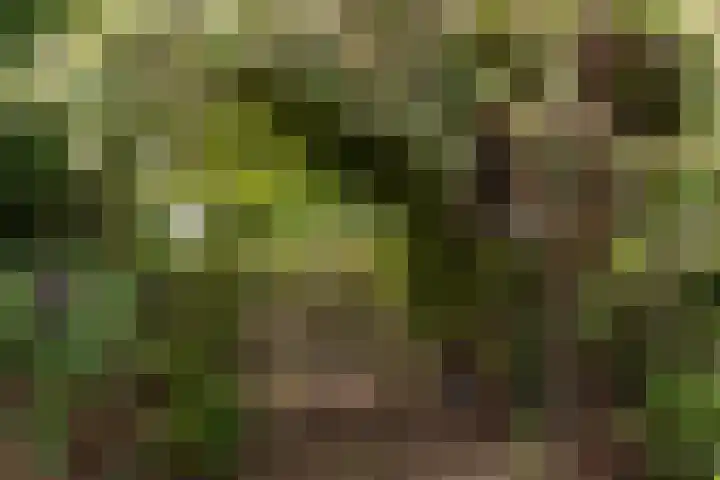 van Wassenaerlaan 1 Almen thumbnail 39