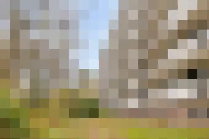 van Wassenaersheuvel 115 Oosterbeek thumbnail 19