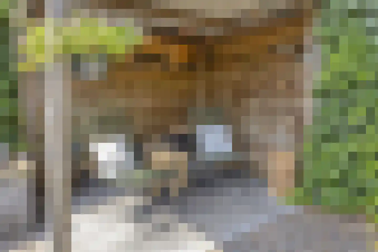 van Wassenaerweg 21 Oosterbeek thumbnail 10