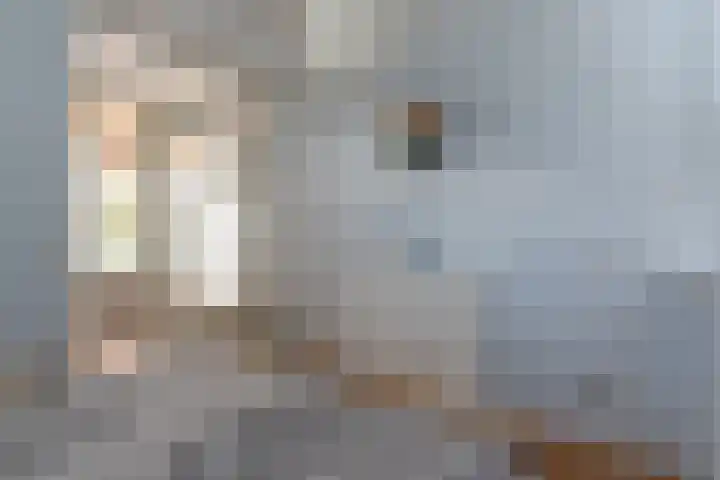 Vanenburgerhout 2 Harderwijk thumbnail 24