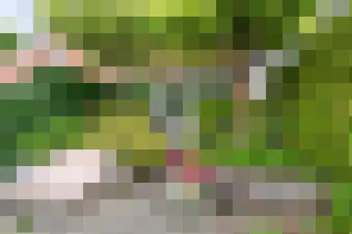 Vangstok 14 Sint Pancras thumbnail 31