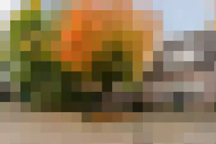 Varelaar 37 Handel thumbnail 47