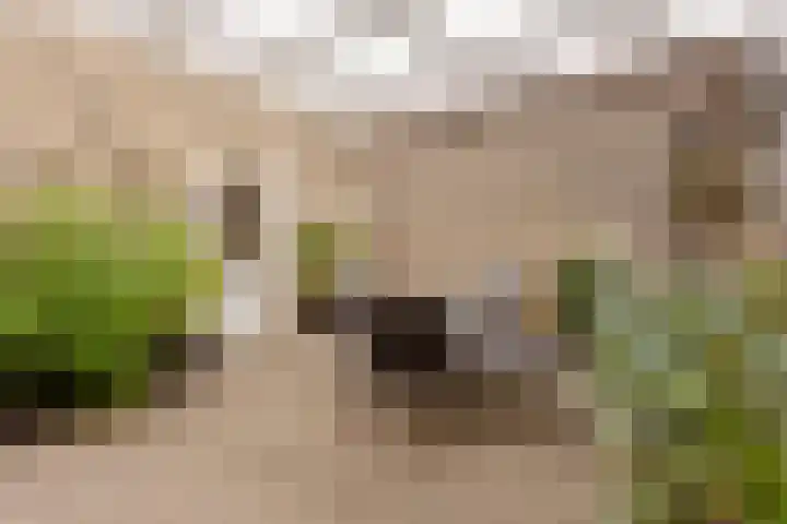 Varendonk 56 Waalre thumbnail 29