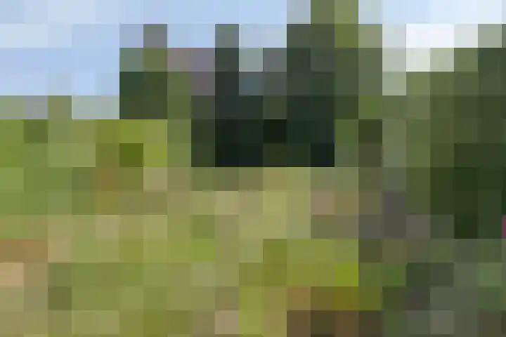 Varenstraat 23 Geldrop thumbnail 14