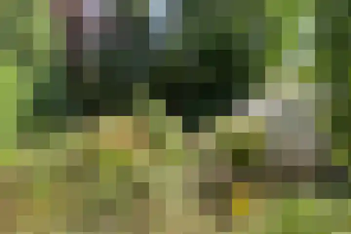 Varenstraat 23 Geldrop thumbnail 16