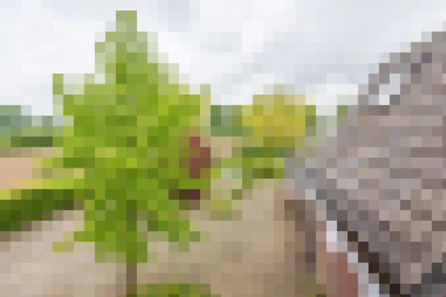 Varsseveldseweg 19 Terborg thumbnail 28