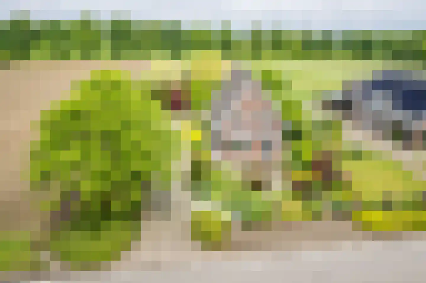Varsseveldseweg 19 Terborg thumbnail 5