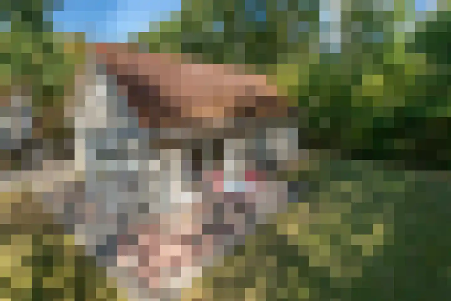 Vebenabos 39 Koudekerke thumbnail 4