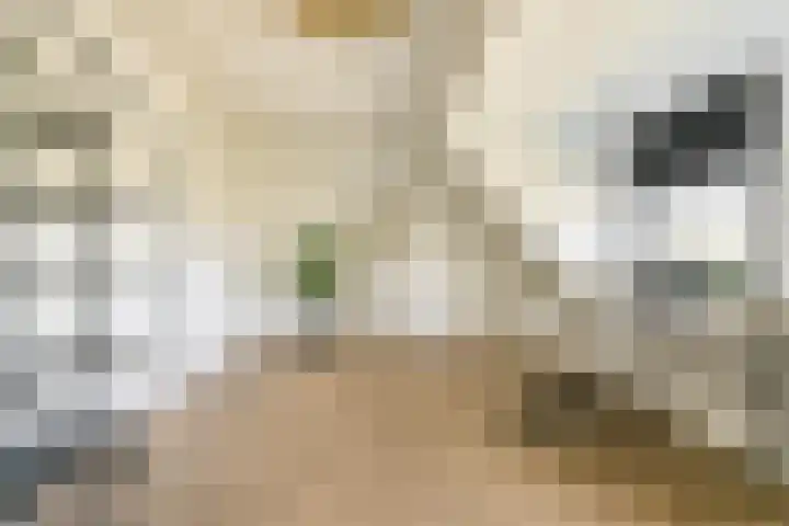 Vecht en Veld 27 Vreeland thumbnail 34