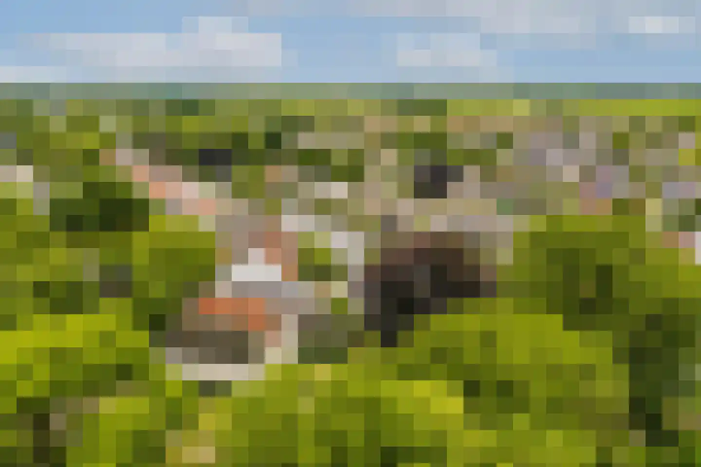 Vecht en Veld 30 Vreeland thumbnail 41