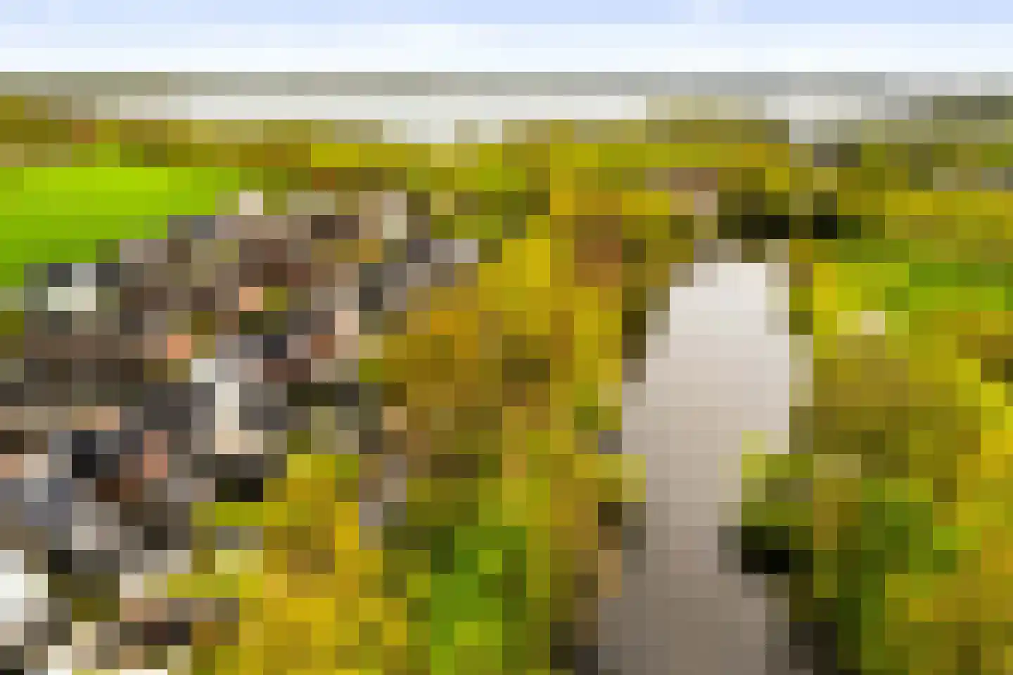 Vecht en Veld 65 Vreeland thumbnail 34