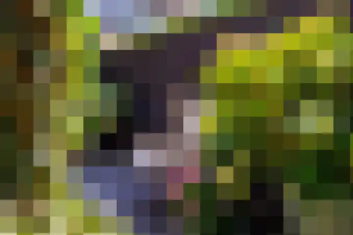 Vechtsteen 35 Wijk bij Duurstede thumbnail 29