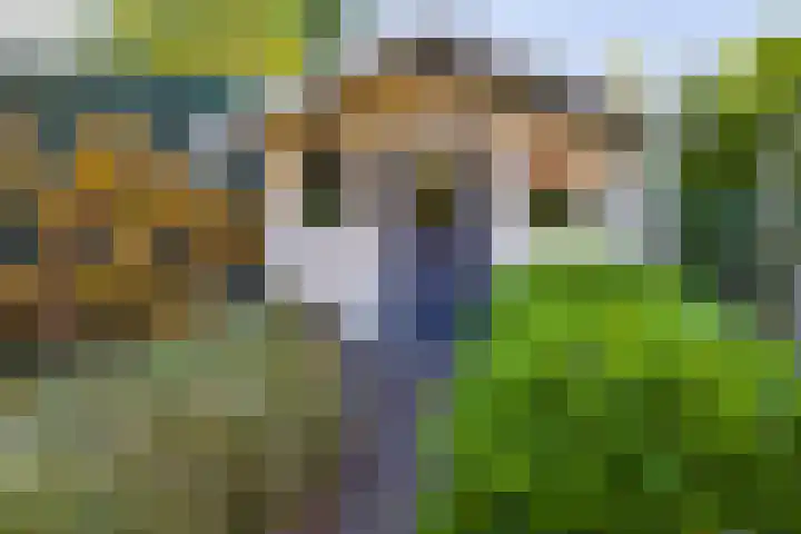 Vederdistel 1 Zeeland thumbnail 42