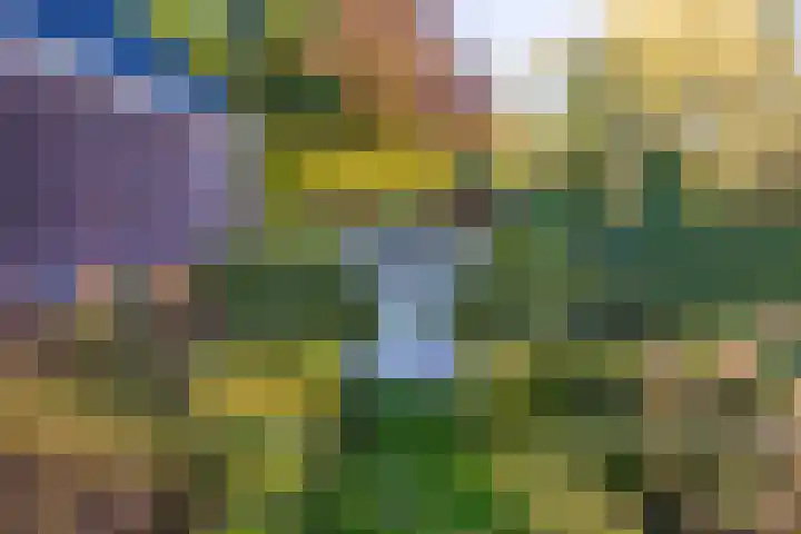 Vederdistel 1 Zeeland thumbnail 43