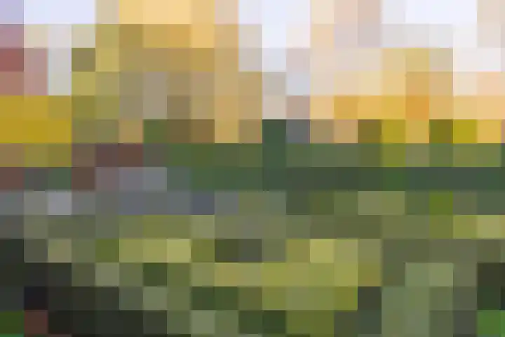 Vederdistel 1 Zeeland thumbnail 46