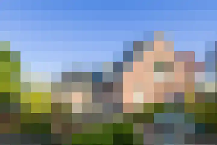 Vederdistel 1 Zeeland thumbnail 5