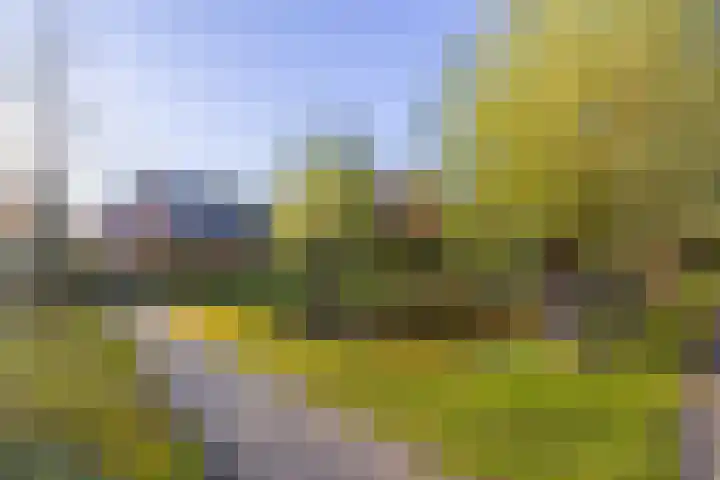 Vederdistel 1 Zeeland thumbnail 50