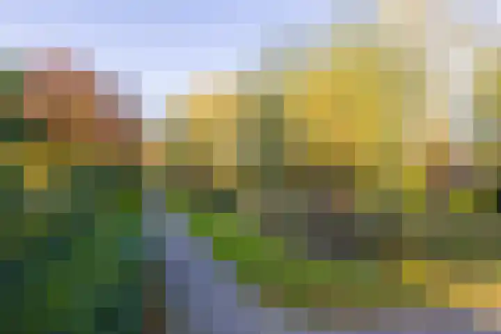 Vederdistel 1 Zeeland thumbnail 51