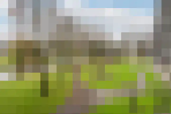 Vederdistel 1 Zeeland thumbnail 52