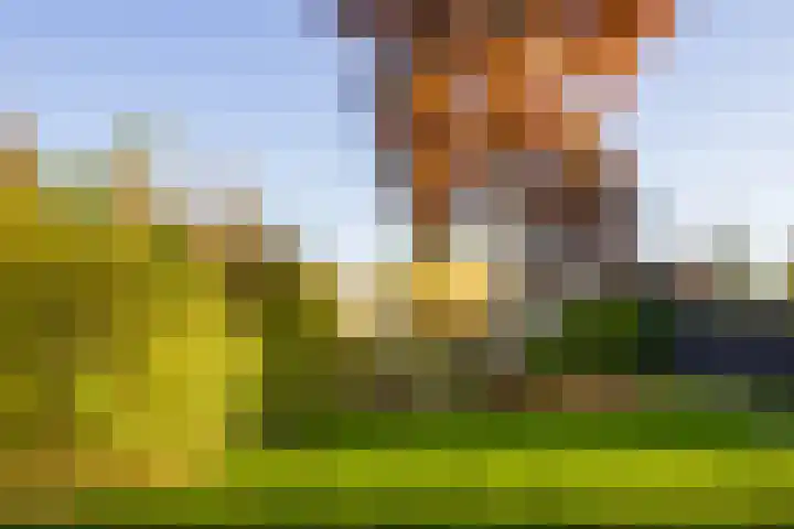 Vederdistel 1 Zeeland thumbnail 52