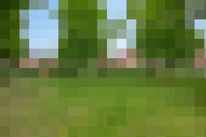 Vedergras 38 Borne thumbnail 33