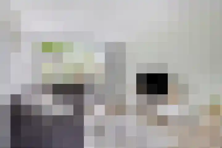 Vedergras 38 Borne thumbnail 7