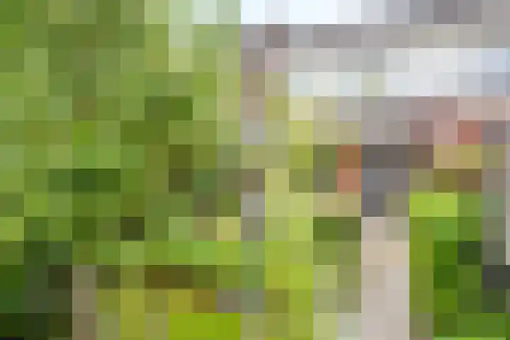 Vedergras 8 Houten thumbnail 31