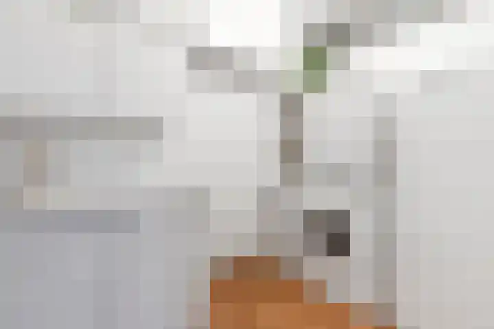 Vederkruidlaan 101 Enschede thumbnail 17
