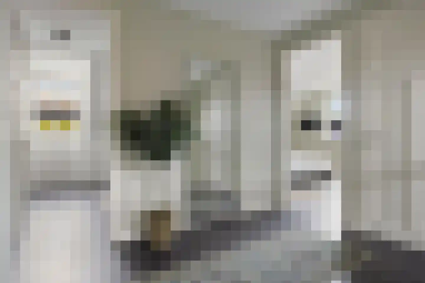 Veehuisehoeve 6 Helmond thumbnail 27