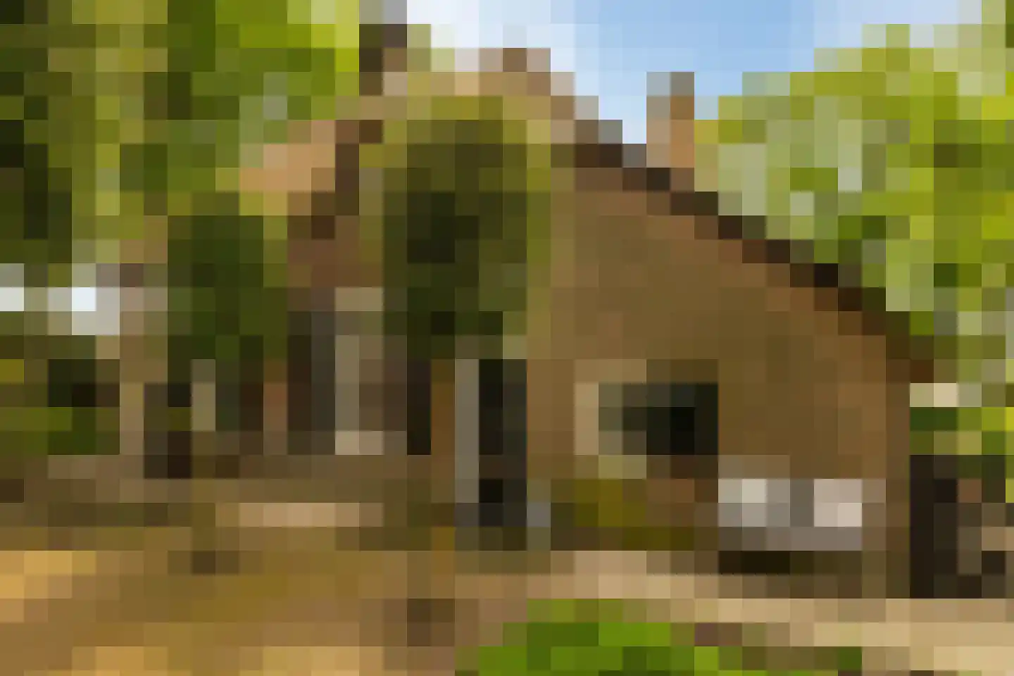 Veelhorsterweg 25 Nunspeet thumbnail 19