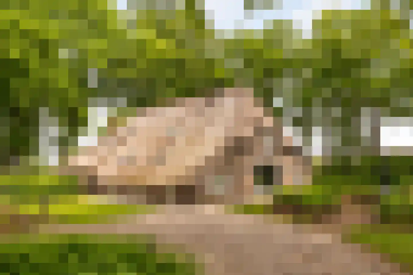 Veelhorsterweg 25 Nunspeet thumbnail 6